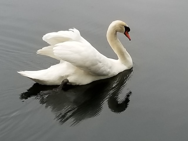 了解黑白天鹅，感受优雅与神秘