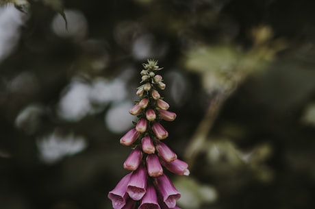 洋地黄：既是美丽的庭院花，也是剧毒的药物