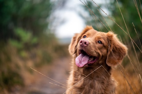 狂犬疫苗怎么打？安全又有效的注射方法