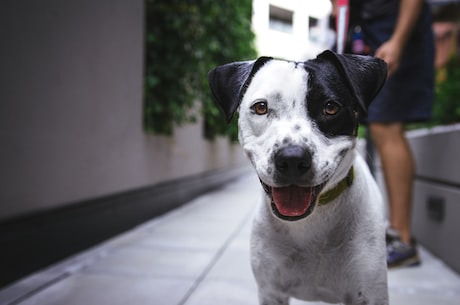 天水白娃娃：中国名犬中的珍品