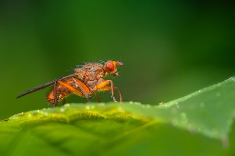 生物发电：未来的新能源？