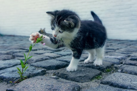 漫猫sd敢达：比你想象中更强大的高端桌游