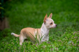 吉娃娃(吉娃娃：小型犬种的代表)